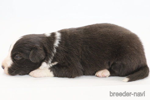 成約済の神奈川県のボーダーコリー-369086の5枚目